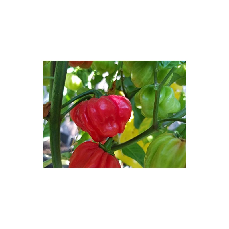 Aji Cachucha Purple Splotched Pepper Seeds 10+ Seeds
