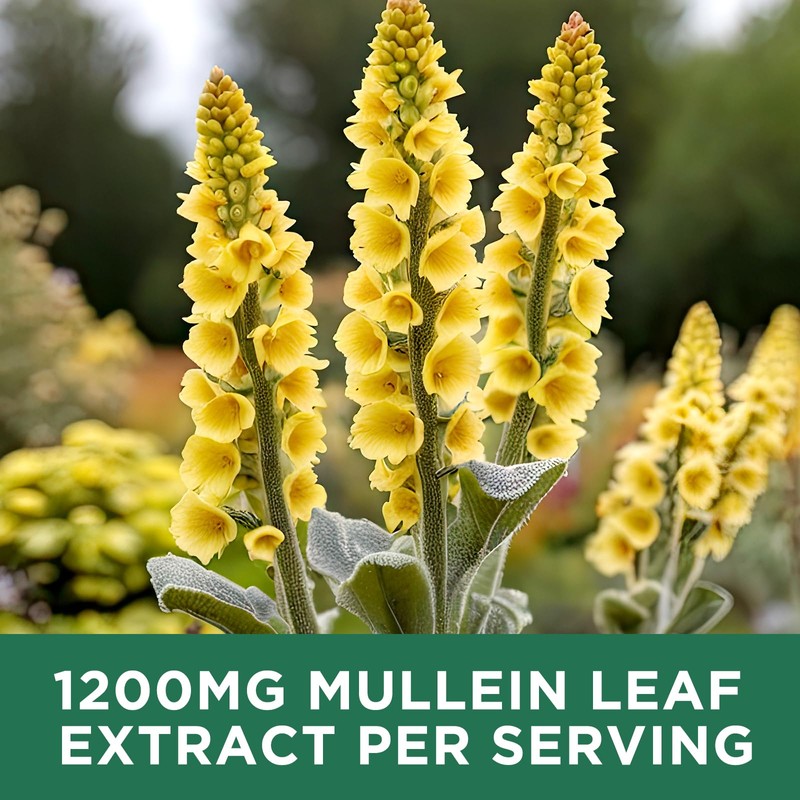 ReviNutra 2 Pack Mullein Drops for Lungs, 1200mg Mullein Leaf
