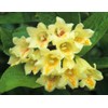 300 Weigela Seeds Lemon Color Repeat Blooming Shrub Rare Variety
