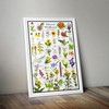 Where's Wildlife Missouri Wildflowers Poster - Native Prairie Blooms |