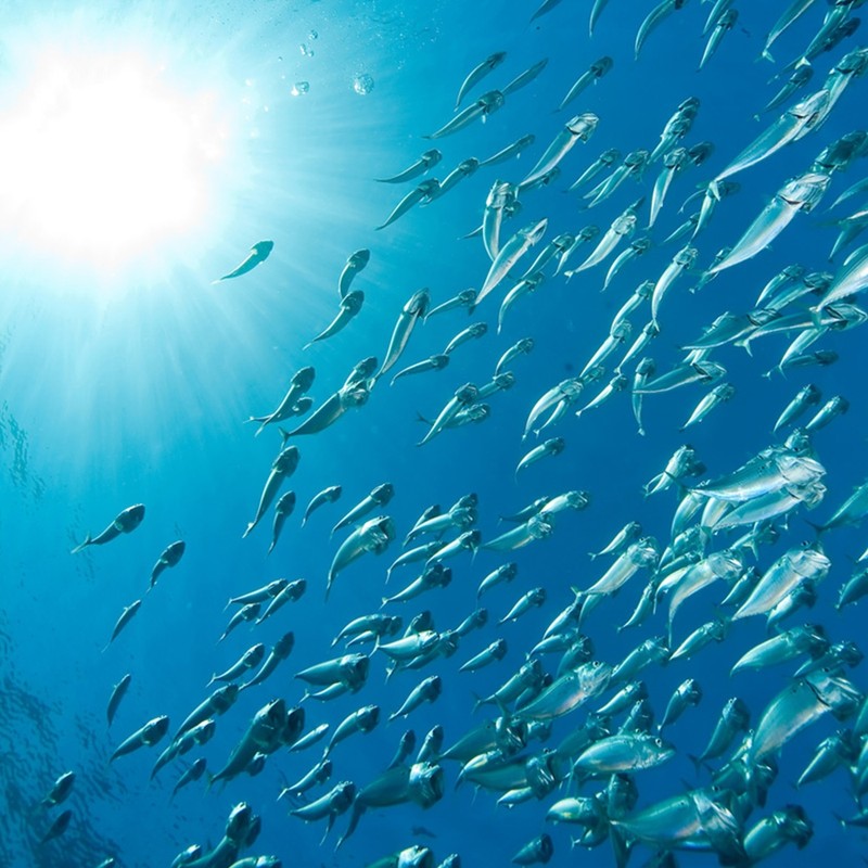 Ultra-low molecule collagen peptide ingredient fish fish collagen powder powder