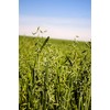 Hale Habitat & Seed Forage Oat Food Plot Seed (50