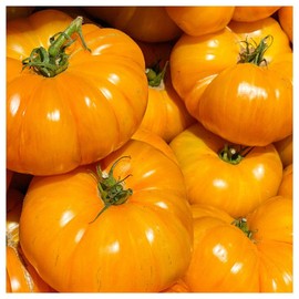 Everwilde Farms - 1 Oz Yellow Brandywine Heirloom Tomato Seeds - Gold Vault
