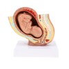 Colcolo 9th Month Baby Fetus/Foetus Human Fetal Development Model