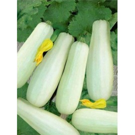 Fresh 25 SUMMER TRIESTE WHITE SQUASH (ZUCCHINI) SEEDS NON - GMO, 2025 Season