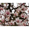 No Brand 2 Saucer Magnolia Tree - 6-12" Tall Live