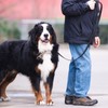 Leather Dog Leash 8ft x 3/4 inch,Strong Heavy Duty Genuine