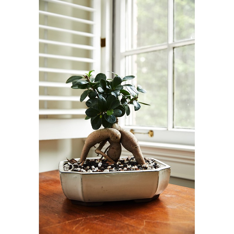 JK Global Imports Bonsai Soil by The Bonsai Supply C