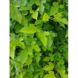 Naturally Cultivated (No Pesticides or Chemical Fertilizers) [Made in Japan 100% Azumino] Mulberry Leaf Tea Produced in the Year 1.4 oz (40 g)