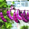 zellajake zellajake Vegetable Seed Hyacinth Bean Seeds 10g Purple Hyacinth Bean Red Leaved Plant Vine Seeds