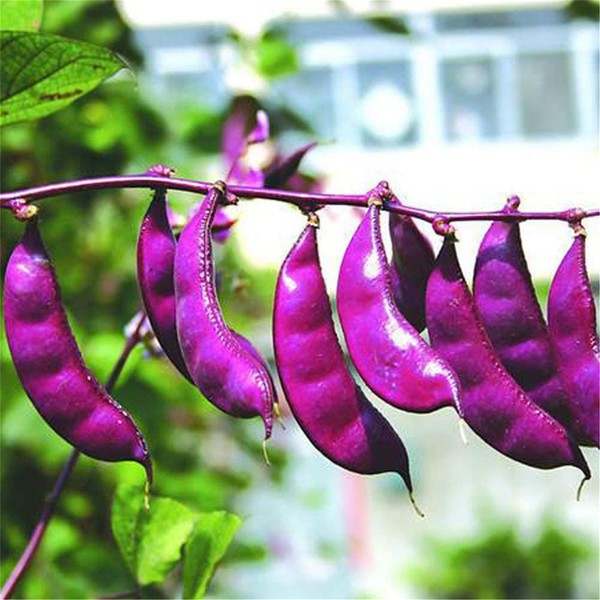 zellajake zellajake Vegetable Seed Hyacinth Bean Seeds 10g Purple Hyacinth