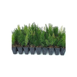 Foxtail Fern Myers | 20 Live Plants | Asparagus Densiflorus Myersii | Unique Tropical Landscape Groundcover