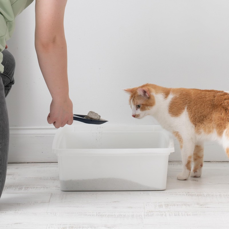 IRIS USA Large Open Top Cat Litter Box, Kitty Litter