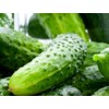 100 Boston Pickling Cucumber Seeds | Non-GMO | Fresh Garden