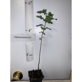 live plant 1 year old Washington hawthorn (Crataegus phaenopyrum) plant 6-12” tall