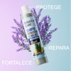 Shampoo Romero Cafeina, Anticaida, Estimulante | 520ml | Stratox Care