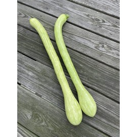 CZ Grain Trombone Squash Seeds for Planting - Grow 20 Tromboncino Squash Plants