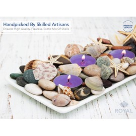 Royal Imports Sea Shells Natural Beach Assorted Seashells, Theme Party Mixed Wedding Decoration, DIY Crafts Fish Tank Aquarium Ocean Vase Filler Party Supplies, Large (3-4 in), 1 LB