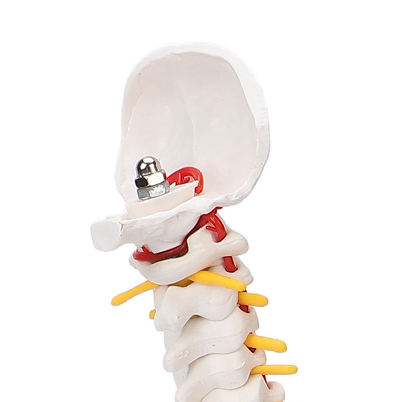 Vertebral Column Model Flexible Spine Caudal Vertebra Anatomical Model with