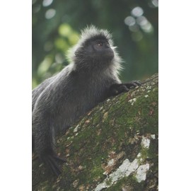 Affe: Notizbuch / Tagebuch wilde Affen - DIN A5 120 Seiten liniert - Geschenk Affenliebhaber Tier