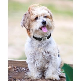 TagME Nylon Hundehalsband, Verstellbares Reflektierendes Hundehalsband mit Sicherheitsschnalle für Kleiner Hund, Schwarz, 1.5cm Breite