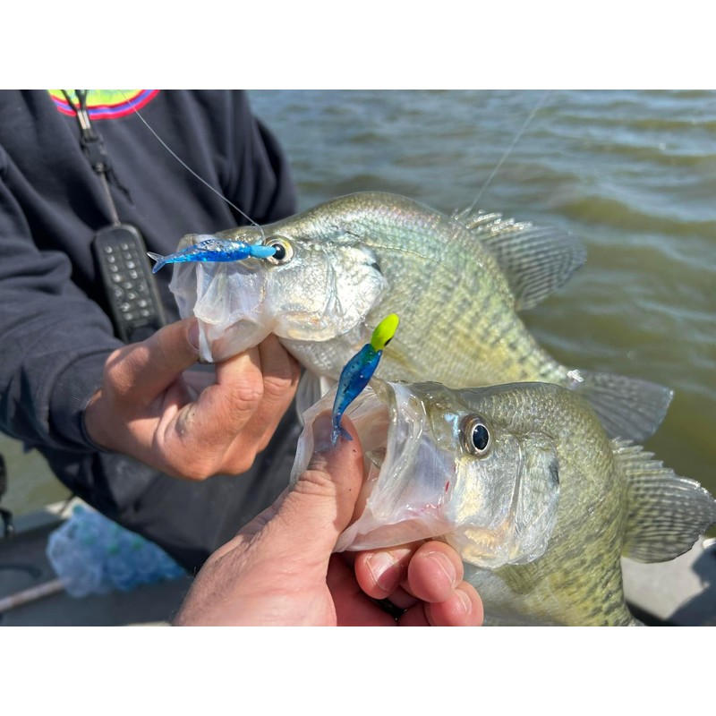 Bobby Garland Live Roam'R - Live Minnow - 1.75"