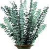 Sepper Eucalipto Real Preservado, 45cm 100% Natural Ramo de Eucalipto