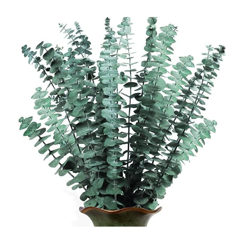Sepper Eucalipto Real Preservado, 45cm 100% Natural Ramo de Eucalipto