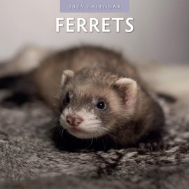 Red Robin 2025 Ferrets Monthly Wall Calendar | 12" x 24" Open | Premium Thick & Sturdy Paper | Hangable 12 Month Calendar | Plastic Free | 4 Month Transition Page for 2024