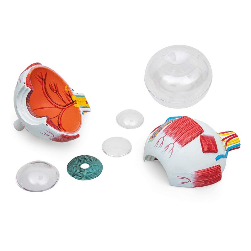 Elementary Anatomy Budget 6 Piece Human Eye Anatomy Model with