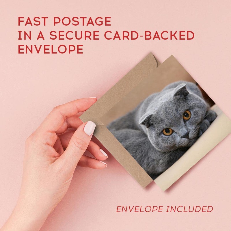 1 x Greeting Card Blue Grey Scottish Fold Cat -