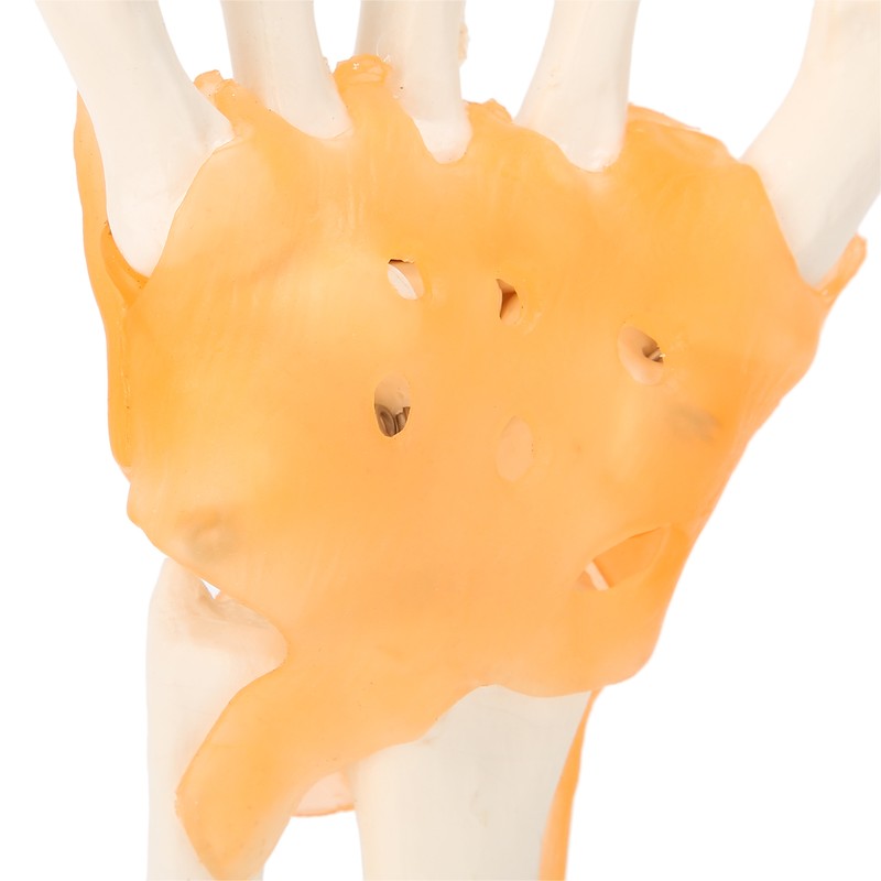Human Hand Model Hand Joint Display Model for Patient Training