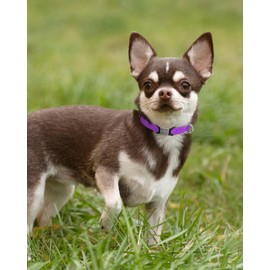 TagME Reflective Nylon Dog Collars, Adjustable Classic Pet Collar with Quick Release Buckle for Puppy, Purple, 3/8" Width