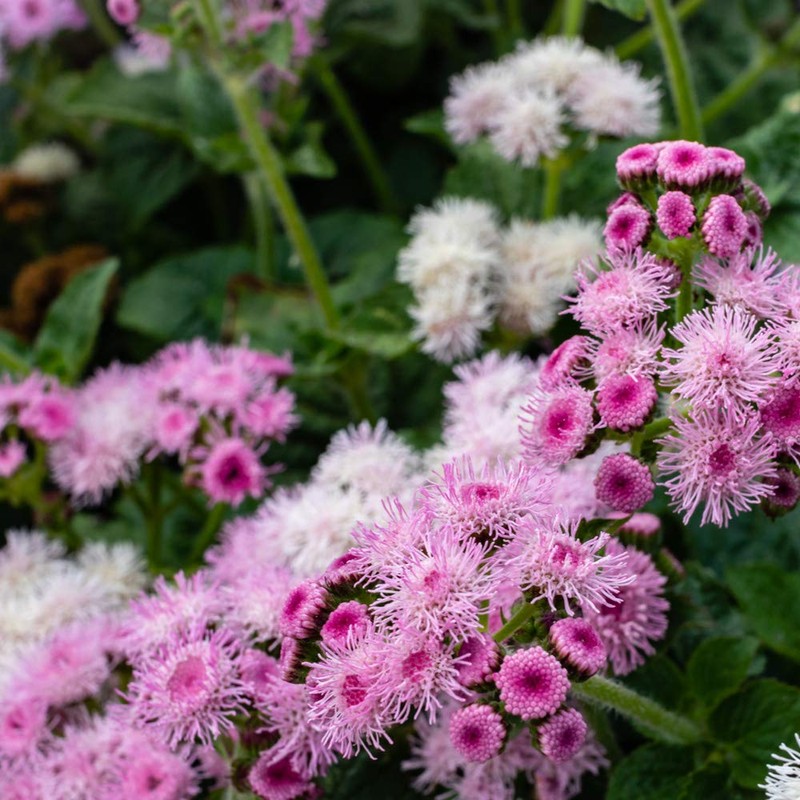 Outsidepride 5000 Seeds Annual Ageratum Pink Flower Seeds for Planting