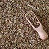 GranAroma Ground Fennel, 8 oz, Light Anise Flavor, Cooking &