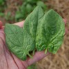 Spinach Monstrueux de Viroflay- 200+ Seeds by Ohio Heirloom Seeds