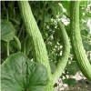 Womack Farm Armenian Light Green Cucumber seeds 35+ Seeds. Heirloom~Organ
