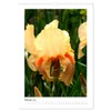 Iris, Flower of the Rainbow (Wall Calendar 2025 DIN A3