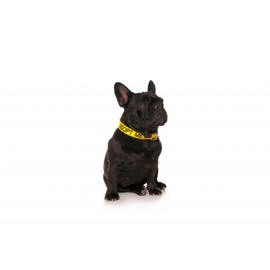 Adopt ME Yellow Color Coded Nylon S-M L-XL Buckle Dog Collars (New Home Needed) Donate to Your Local Charity (S-M Collar)