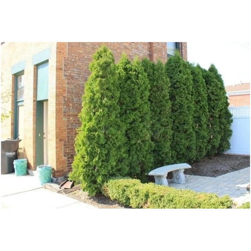 Emerald Green Arborvitae 6-12" Tall Live Plant in 2.5" Pot