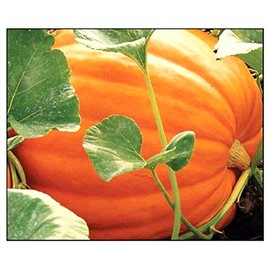 20 Big Max Pumpkin Seeds for Planting Non GMO Heirloom Seeds Fresh Garden Seed