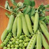 RAISE ME UP: Seeds Sweet Snap Peas Alfa Non GMO