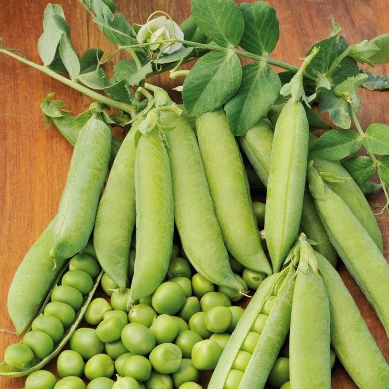 RAISE ME UP: Seeds Sweet Snap Peas Alfa Non GMO
