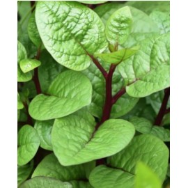 Fresh 100 purple Malabar Spinach Seeds (Hạt Giống Rau Mồng tới Xanh)