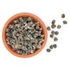 Salina Capers in Salt - Slow Food Presidium, Gluten Free