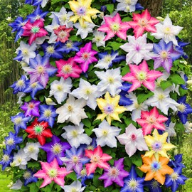 Mixed Clematis Flower Seeds 20 Seed Perennial Flower