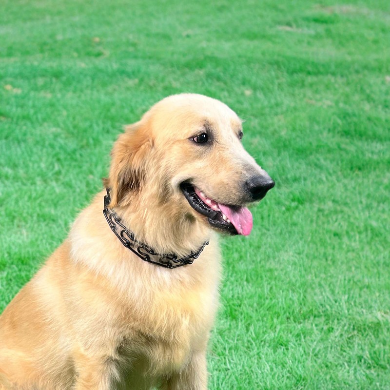 ChampWei Matte Black Adjustable No Pull Dog Collar for Small,