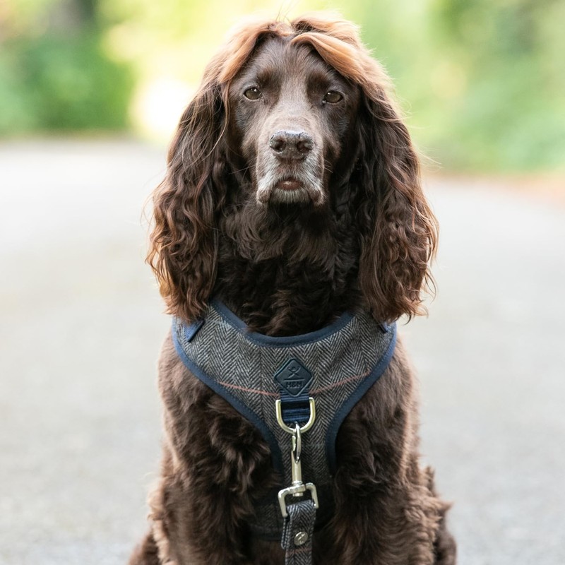 HUGO & HUDSON x HACKETT Tweed Dog Harness Adjustable No
