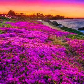 14500+ Perennial Creeping Thyme Seeds for Planting Outdoor-Fragrant Groundcover