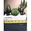 IKEA 2 Sets Ikea Fejka Miniature Artificial Cactus Plants x